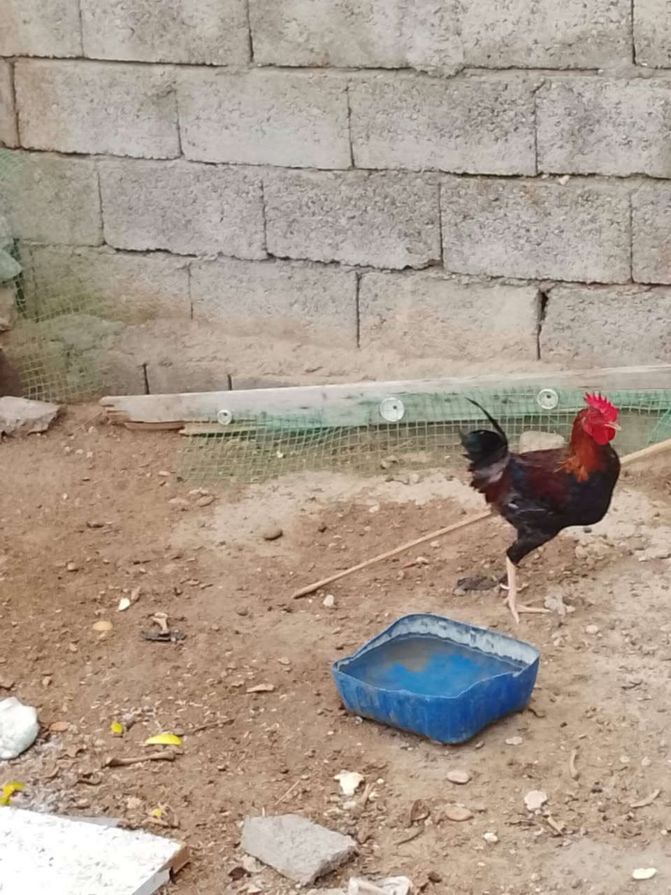 ديوكه • عرب • واتساب
