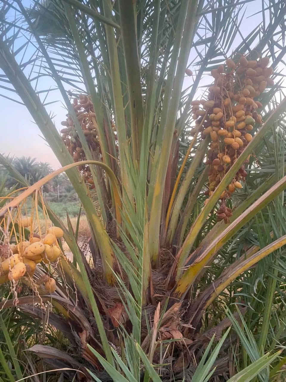 #بستان 2 دونم للبيع
دونمين للبيع تحتوي على نخيل نوعيات جيدة (حمال)

متوفر كافة الخدمات

🍀ماء اساله

🍀ماء سقي

🍀كهرباء

🍀مسيجه بالكامل brc

♻️

موقع مميز 👍 يحدها نهر من البداية ونهر من النهايه

📍العنوان - طريق الدغاره - نزلت زبيد - بداية البونايل قرب الاروائي(ابوصبخه)

للتفاصيل أكثر 

***********
