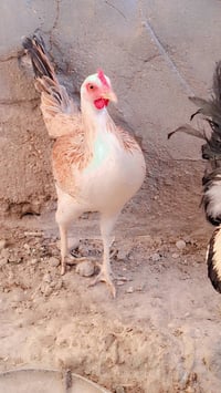 دندراوي خط اول • ٩ دجاجات • يبيضن