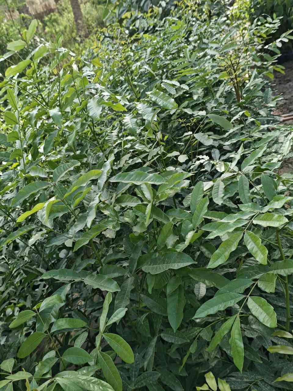 🌿🌳 السلام عليكم ورحمة الله وبركاته
لكل محبي الأشجار والطبيعة والجمال 🌱💚
اليوم نعرفكم على واحدة من الأشجار المميزة والقوية...
✨ شجرة الماهوجني الإفريقي ✨
وبسعر 10 الاف 
إرتفاع متر وربع 

🌱 ليش الماهوجني من الأشجار المميزة؟
🔹 سريعة النمو 🌿
من الأشجار سريعة النمو، وقد تحقق زيادات كبيرة في الارتفاع مع توفر الظروف المناسبة والعناية الجيدة.
🔹 تتحمل أنواع مختلفة من الترب 🌱
تستطيع النمو في أكثر من نوع من التربة، ويفضل لها أن تكون التربة جيدة الصرف ومناسبة لنمو الجذور.
🔹 تتحمل الظروف البيئية المختلفة ☀️🌿
تتمتع بقدرة جيدة على التأقلم، ومع العناية المناسبة يمكن زراعتها في بيئات مختلفة.
🔹 مناسبة للتشجير والمساحات الواسعة 🌳
تتميز بتاج واسع وكثافة خضرية جميلة، لذلك تُستخدم للحدائق والمتنزهات وعلى جوانب الطرق.
🔹 تمنح الظل 🌳☀️
مع نموها وتكوين تاجها الكثيف، توفر مساحة ظل جميلة ومريحة.
🔹 أزهارها عطرية 🌸
تتميز أزهار الماهوجني برائحة عطرية خفيفة ومميزة.
🔹 مفيدة للبيئة 🍃
تُعد من الأشجار المناسبة للتشجير وتوفير الظل والحماية ضمن مشاريع الغطاء النباتي.
🌳 الماهوغني... شجرة تجمع بين الجمال، سرعة النمو، وقوة التحمل 🌿💚
📍 متوفرة لدينا للمهتمين بالتشجير وتجميل الحدائق والمساحات الخضراء. 📩 للاستفسار أو الحجز راسلونا على الخاص.
واتساب ***********
🚛 يتوفر لدينا خدمه توصيل لجميع محافظات العراق 
🏡العنوان بابل/ المحاويل
