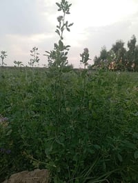 خمسة دونم • حشيش • التياس