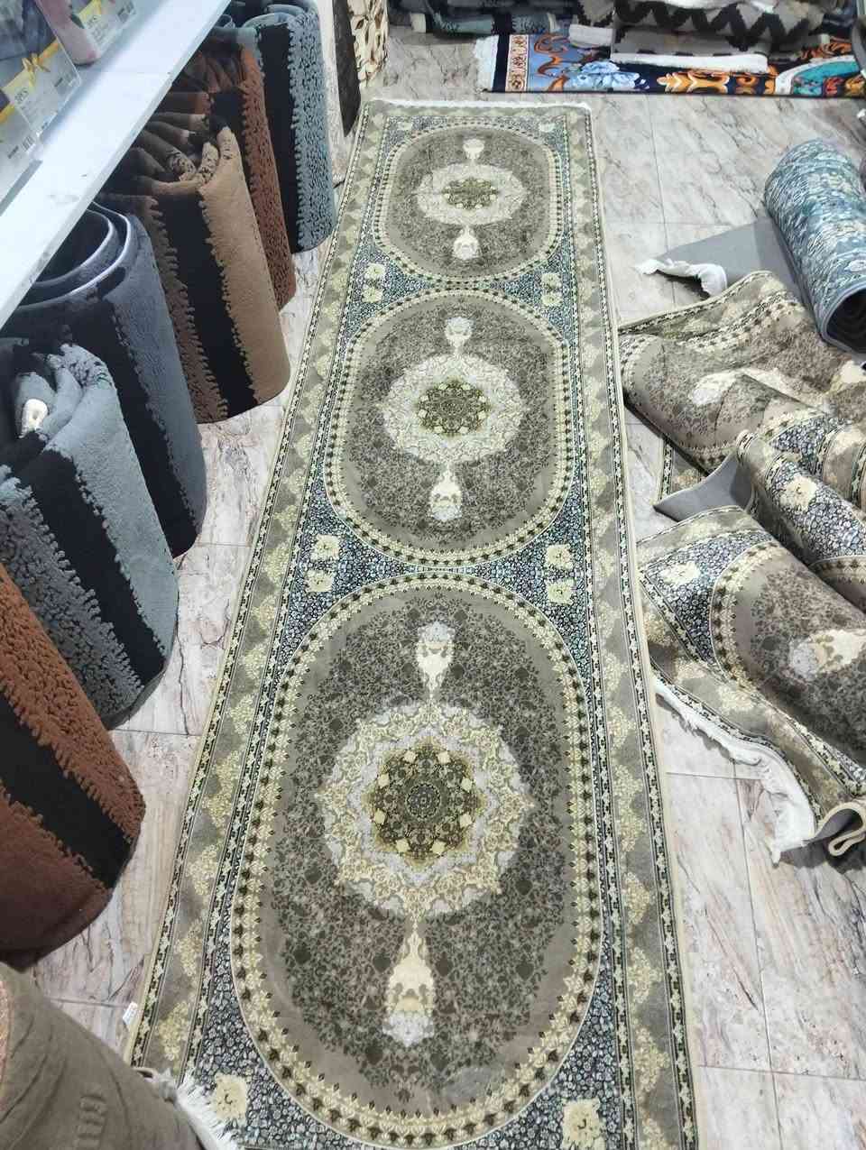 كلاودي • ٤م • ثقيل الظهر