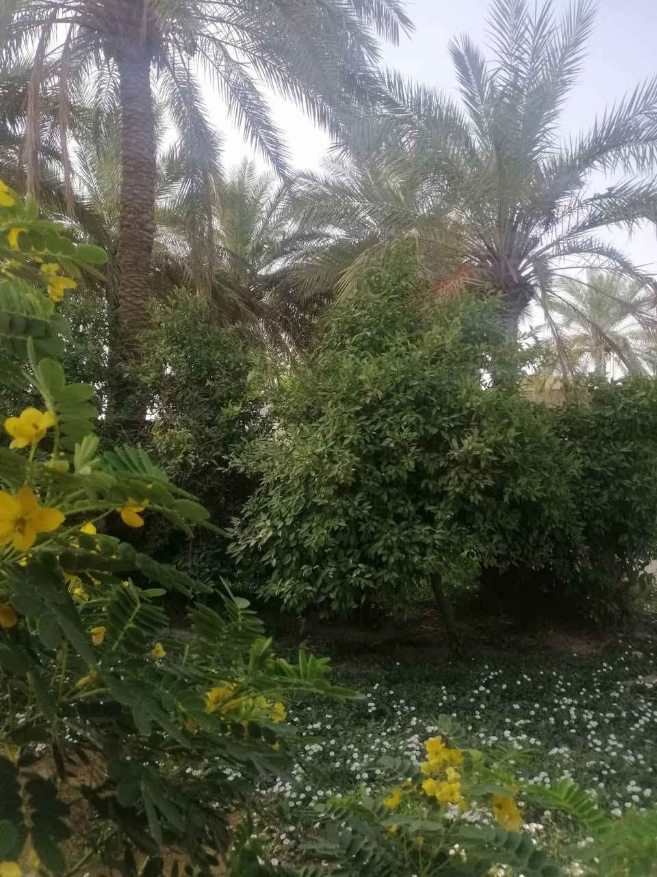 دار في بوب الشام مساحة 950متر مساحة البناء 210منطقه كامل خدمات تبليط مجاري كهرباء ارصفه زراعي سند ١٧ مشمول بلتطويب صاير عله شارع رئيسي يحتوي على ثلاث غرف نوم استقبال كبير مطبخ حار وبارد حديقه اماميه وخلفيه ***********
