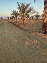 اللبيع 2 دونم بستان   بابو غريب سميلات   قرب من مزرعه التالق   بنص مجم...