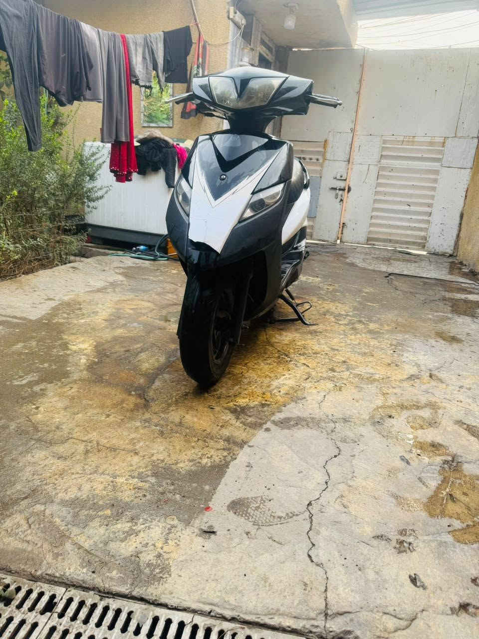 ثعلب • وكاله • شهرين