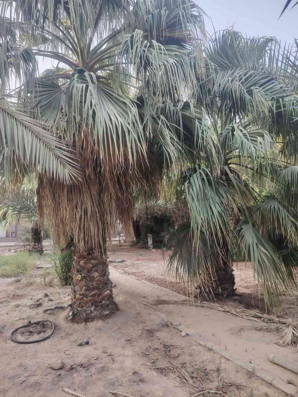 اكرر النشر بسبب الوعود الكاذبة مزرعة قمة الجمال والراحة النفسيه  ١٣٣٥ متر مسيجة حجر بيه بيت صغير مرتب وكافة الخدمات ماء كهرباء مولد انترنيت ضوئي تبعد عن الشارع التجاري ٥٠ متر  المزرعة طابو ٢٥ مداور بسمك 
الكوفة البراكيه شارع المطار القديم اتصل وتدلال   ***********📞  *********** ☎ملاحظه والسعر نزلنا للعيونكم صارت بسعر مناسب
