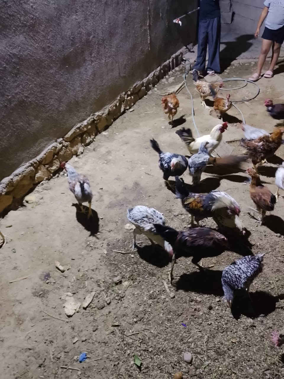 فسيفس • ٨قطع • هيت