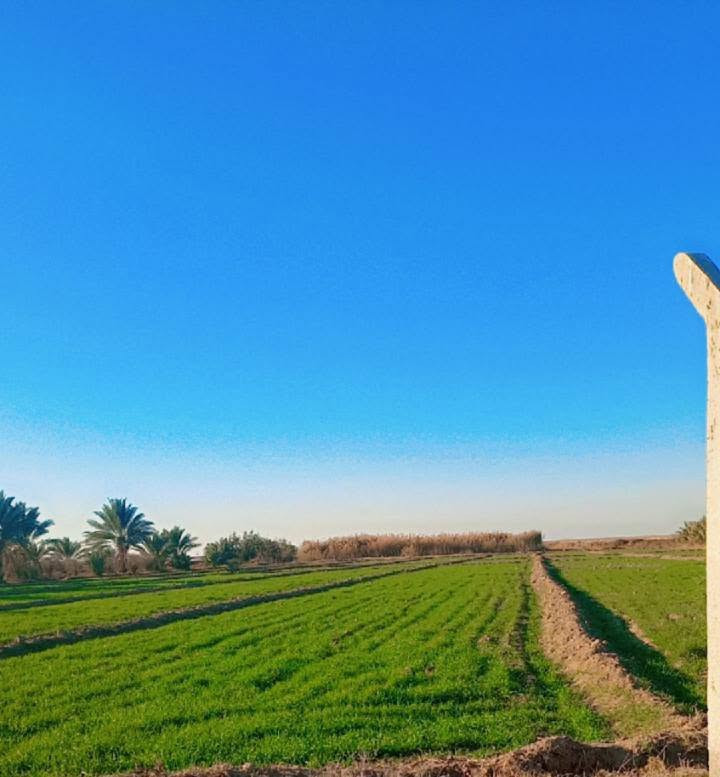 كربلاء المقدسة • أرض زراعية • ٢٥دونم