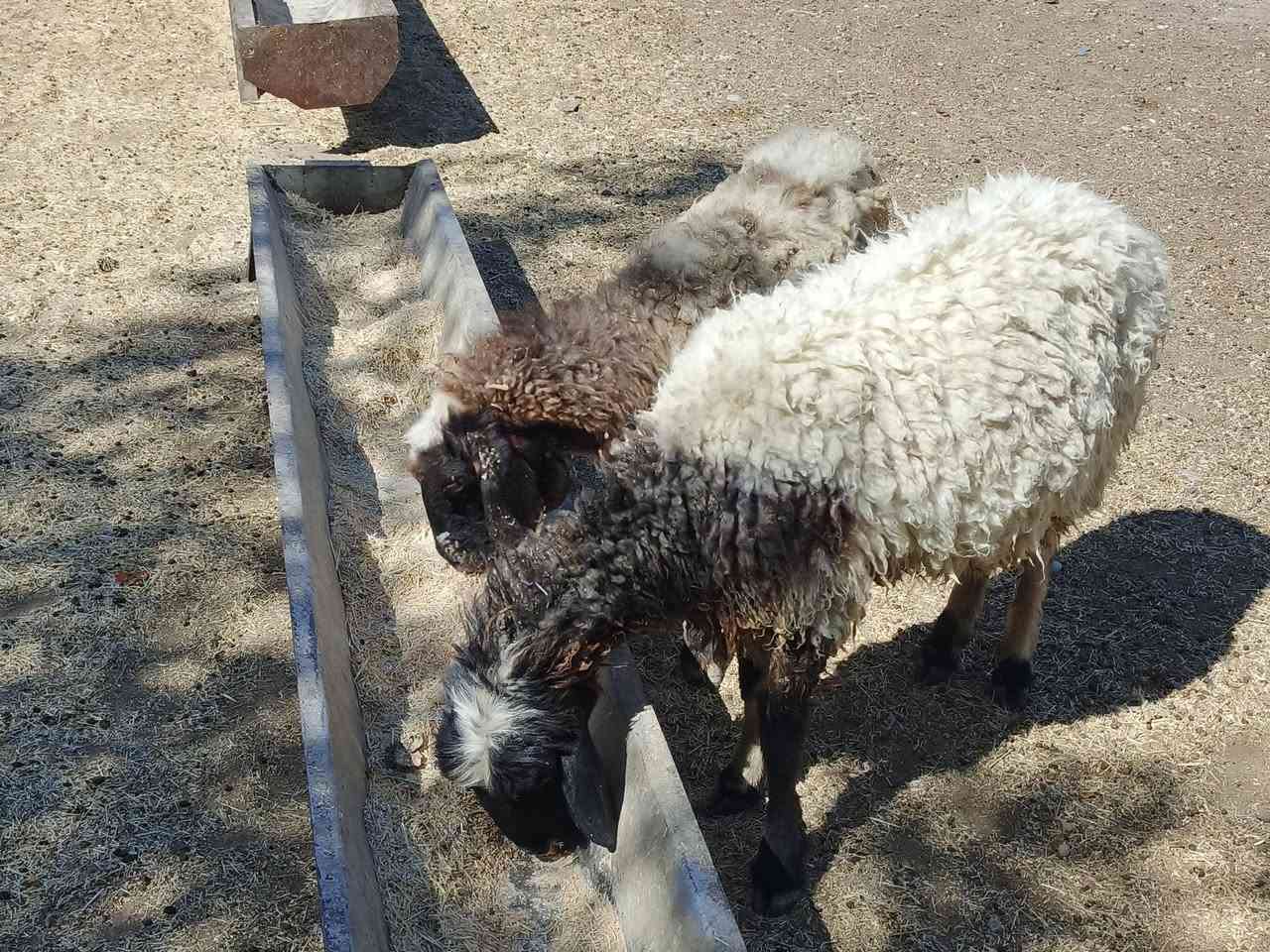 يوجد وراجين حانيات شهر ونص شرط نصاحه سن وشطر شرط ضمان3يام نصاحه فول نشاط وين جنايه سعر 400الف شلع كلهن المكان بيجي رقم الهاتف‏‪***********‬‏
