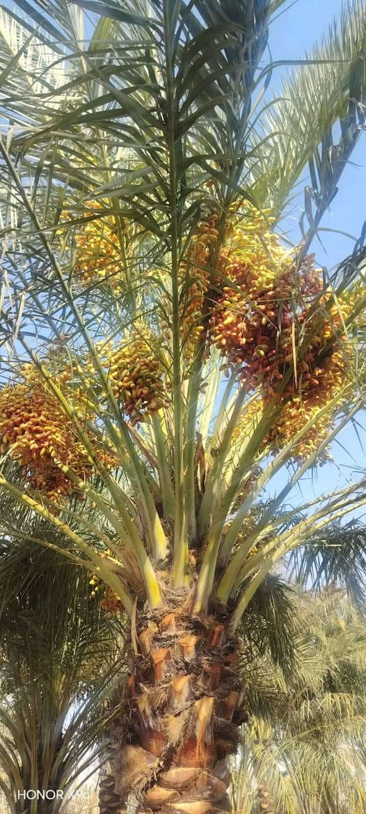 يا الله سلام عليكم ارض زراعيه للبيع مكان رفاعي ناضم رقم 4 دونمين معه بيت ماء وكهرباء بيهن 45نخله تبعد عن صيطره 300متر حالين مزروعه جت ستفسار ***********

نص مكتوب في الصور:
- HONOR X9c
- HONOR X9d