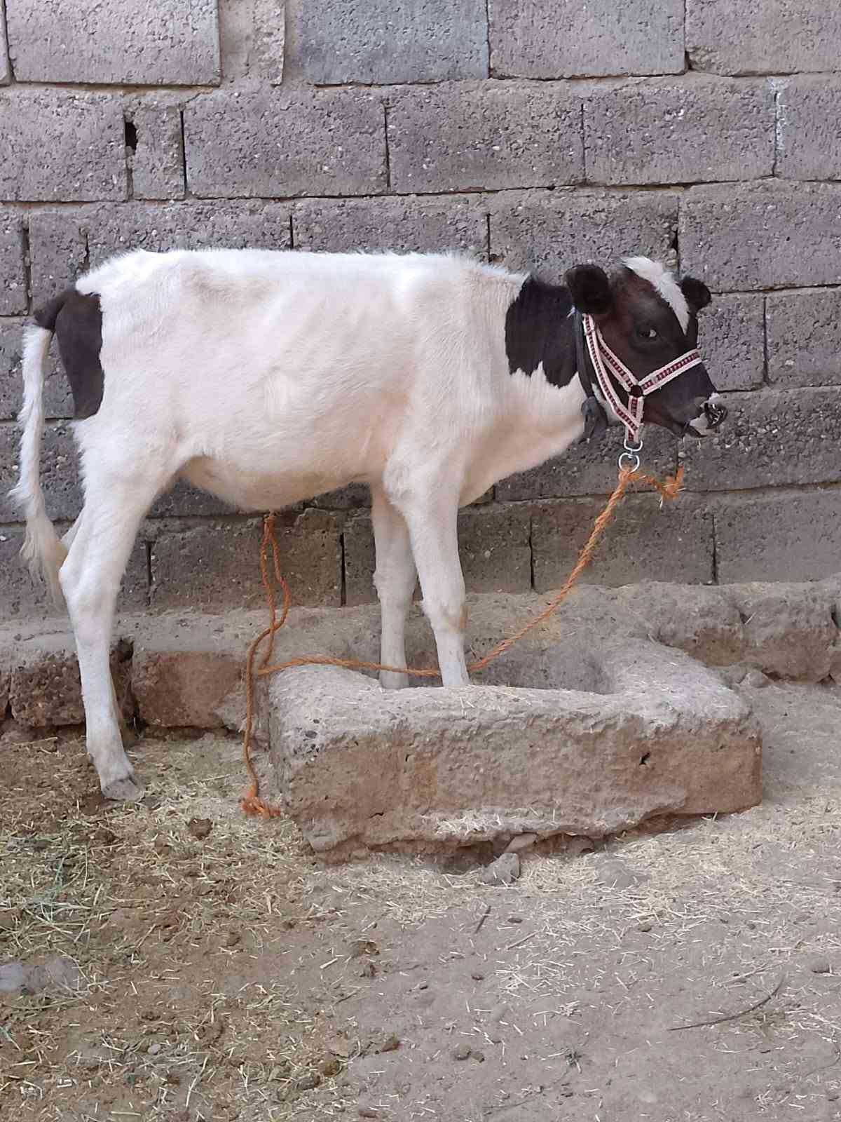جوز حوليات • جنس اصليات • توصيل
