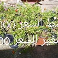 ورد الصباح • احجام متعدده • توصيل الصويره