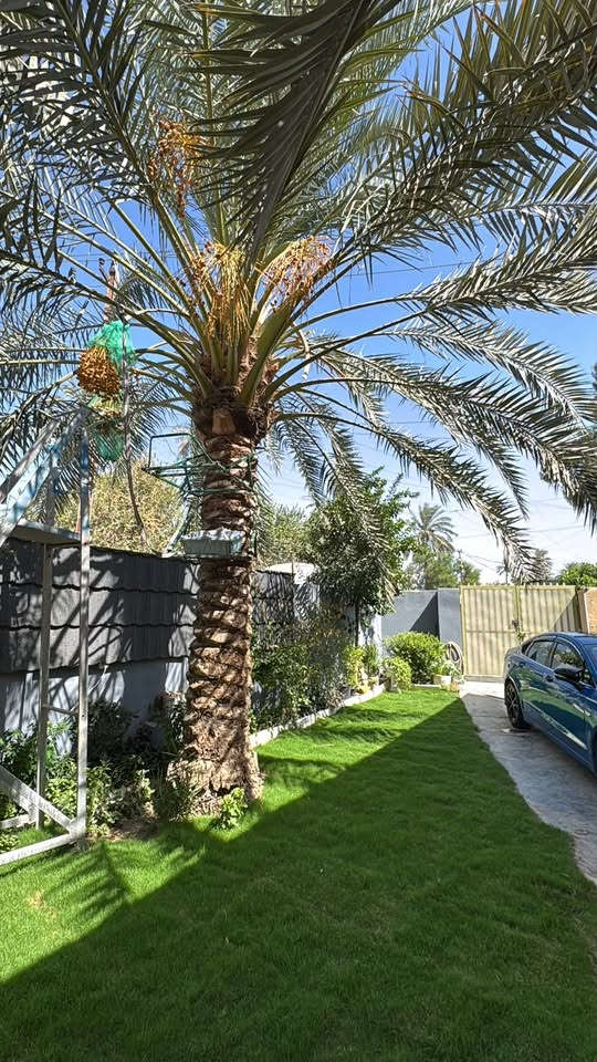🏡 بيت للبيع | الراشدية - طريق الجزيرة (منطقة كاظم العلي)
• ​المساحة: 260 متر (واجهة 18 متر)
• ​الملكية: سند 25 ملك صرف - طابق واحد
• ​التفاصيل: 3 غرف نوم + استقبال + مطبخ + حديقة + كراج داخلي + مخزن ساندويج بنل على السطح.
• ​📞 للتواصل: [***********]
💰 للسعر: التواصل على الرقم المرفق
