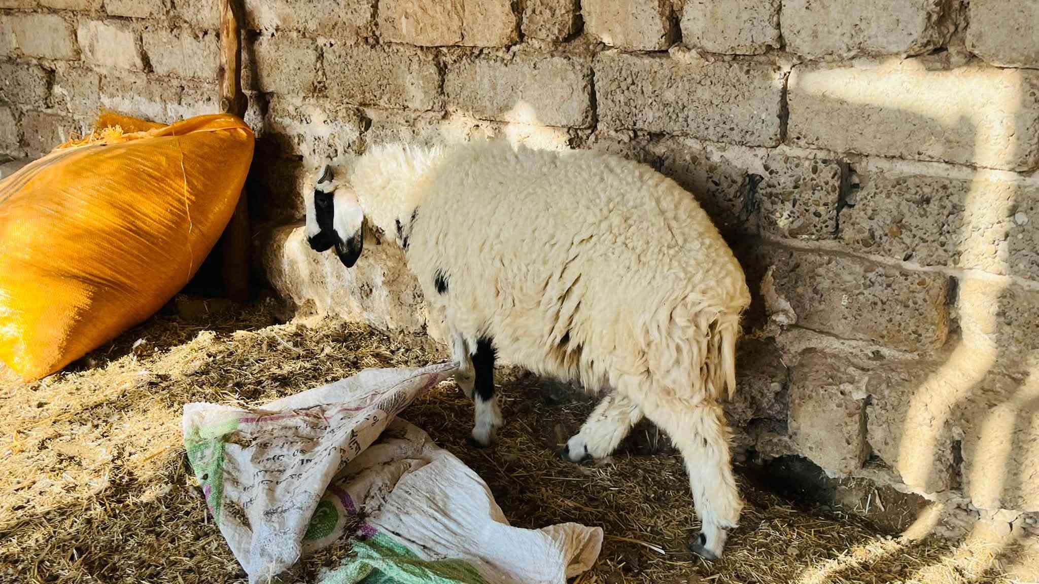 ٤ طليان • شرط النصاحه • العلم سمره