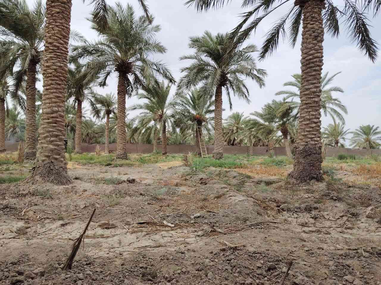 دونم وثلث • ٢٦ نخلة حملات • الناصرية