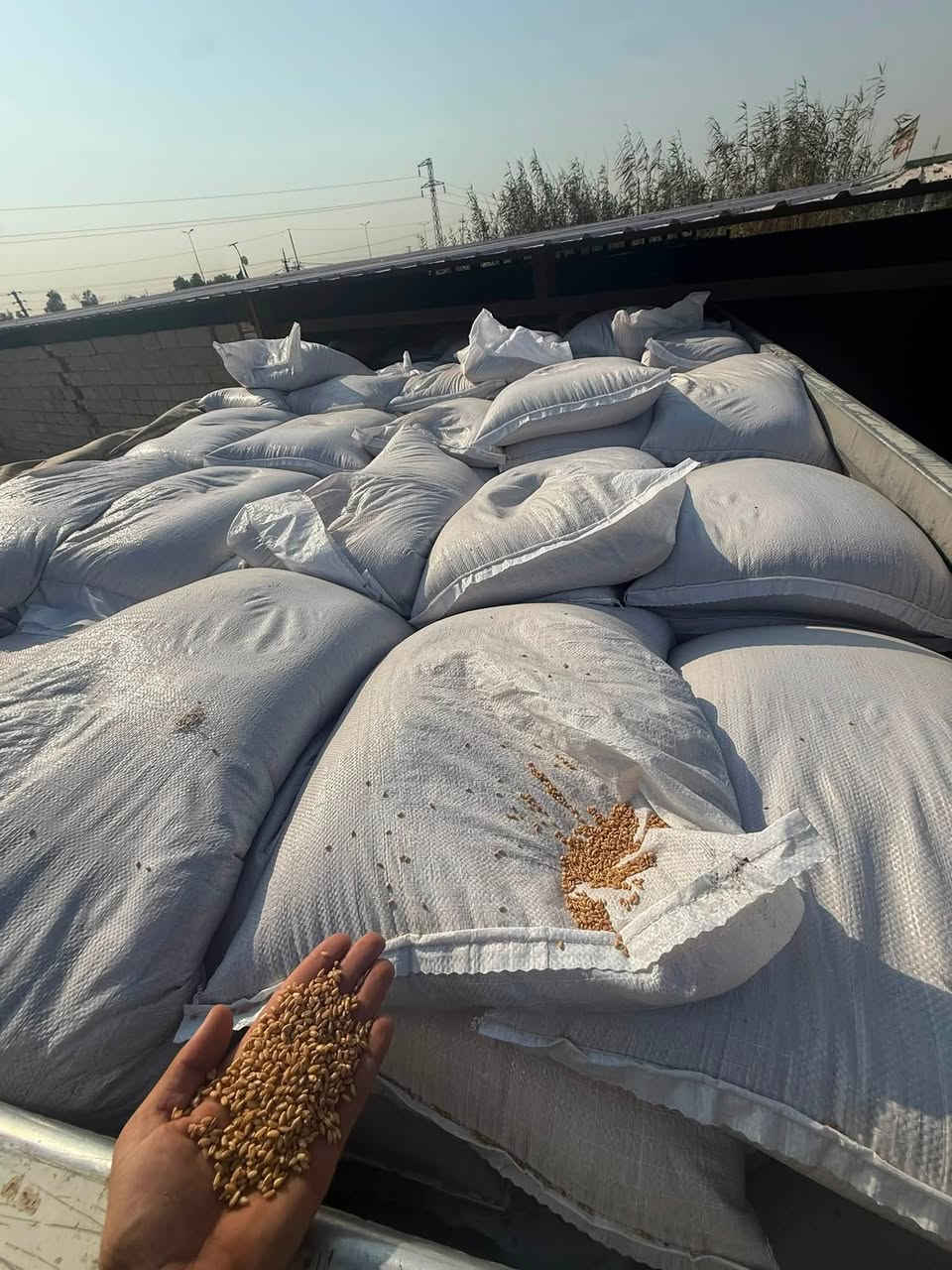 ---

🌾 مكتب محمد ضياء الزراعي 🌾

على بركه الله وصول حنطه نزار تعريب 

بنت المغلف درجه اولى 

التوصل مجاني للكميات 

وبسعر مناسب ومعقول

🌟 حنطة نزار - NIZAR
✅ الحبة مثل ما تشوفون بالصورة - كبيرة ومليانة
✅ نسبة إنبات عالية جداً - مجربة بالحقل
✅ مقاومة للأمراض وإنتاجها عالي بالدونم
✅ نظيفة 100% بدون شوائب ولا كسر

📍 العنوان: بابل - الكفل - مقابل جسر الكفل
📞 للحجز والاستفسار: ***********

#حنطةنزار #بذورحنطة #مكتبمحمدضياء #الكفل #بابل
