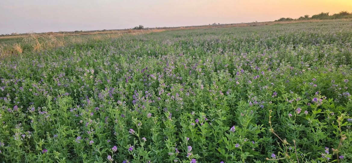 متوفر لدينا بذور الجت الإيطالي الأصلي 🇮🇹 (SEMENTI SELEZIONATE)، المشهورة بقوة نموها وإنتاجها العالي:
​يمتاز بارتفاع ممتاز يصل إلى 1 متر.
مناسب جداً لتوفير أعلاف خضراء عالية القيمة الغذائية.
جودة ممتازة ونسبة إنبات مضمونة.
​🚚 خدمة التوصيل متوفرة وسريعة!
​📩 للمعرفة السعر والطلبات:
يمكنكم التواصل معنا عبر رسائل الصفحة، أو الاتصال بنا مباشرة على الرقم:
📱 ***********
