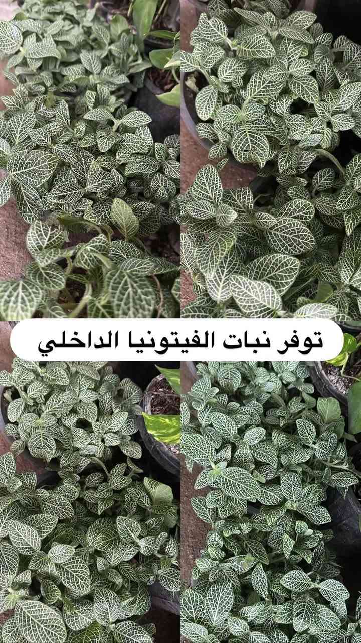 اللهم صلي وسلم على سيدنا محمد وعلى اله وصحبة وسلم تسليما.
توفر في مشتل ابو علي الفراجي أنواع الورود المختلفه وضليات 🤍

العنوان : بغداد /سلمان باك / قرب جامع سعد /شارع الحدادين 🤍

سوينا لكم بيج على برنامج الإنستقرام لكي نجاوب على اسئلتكم المتنوعه 

اسم البيج : بيج مشتل ابو علي الفراجي 

يوزر البيج: l0.33.m

رابط البيج:https://www.instagram.com/l0.33.m?igsh=bGZmMGw4bTN2ODZw

مشتل ابو علي الفراجي يرحب بالجميع 🤍

نص مكتوب في الصور:
- مشاتل ابو علي الفراجي لبيع الزهور والورود والنباتات وكافة أشجار الحمضيات والنفضيات والنخيل وكافة الشتلات خضرة طبيعية ... لحياة أجمل *********** / *********** I.O.33.m أجمل الزهور وأروع النباتات بأسعار مناسبة مشتل أبو علي الفراجي خير الطبيعة ... بين إيديك زهور وورد نباتات زينة أشجار حمضيات أشجار نفضية نخيل شتلات وستاندين نزرع اليوم .. جمال الغد بغداد - سلمان باك - شارع الحدادين
- توفر لبلاپ متدلي كثيف
- توفر نبات الفيتونيا الداخلي
- توفر لبلاب عامودي كثيف
- توفر جلد النمر حجم كبير
- توفر شجره اريكاريا داخليه
- توفر نبات دي فنباخيه داخلي
- توفر نبات الكراتون داخلي
- توفر نبات كلومنيا الداخلي
