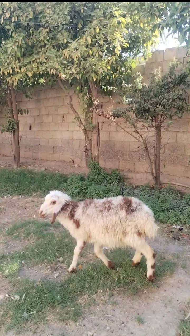السلام عليكم بسم الله ما شاء الله
فطيمة للبيع  شرط النصاحه خير من الله السعر165

العنوان بغداد التاجي

***********  واتساب

***********  واتساب
