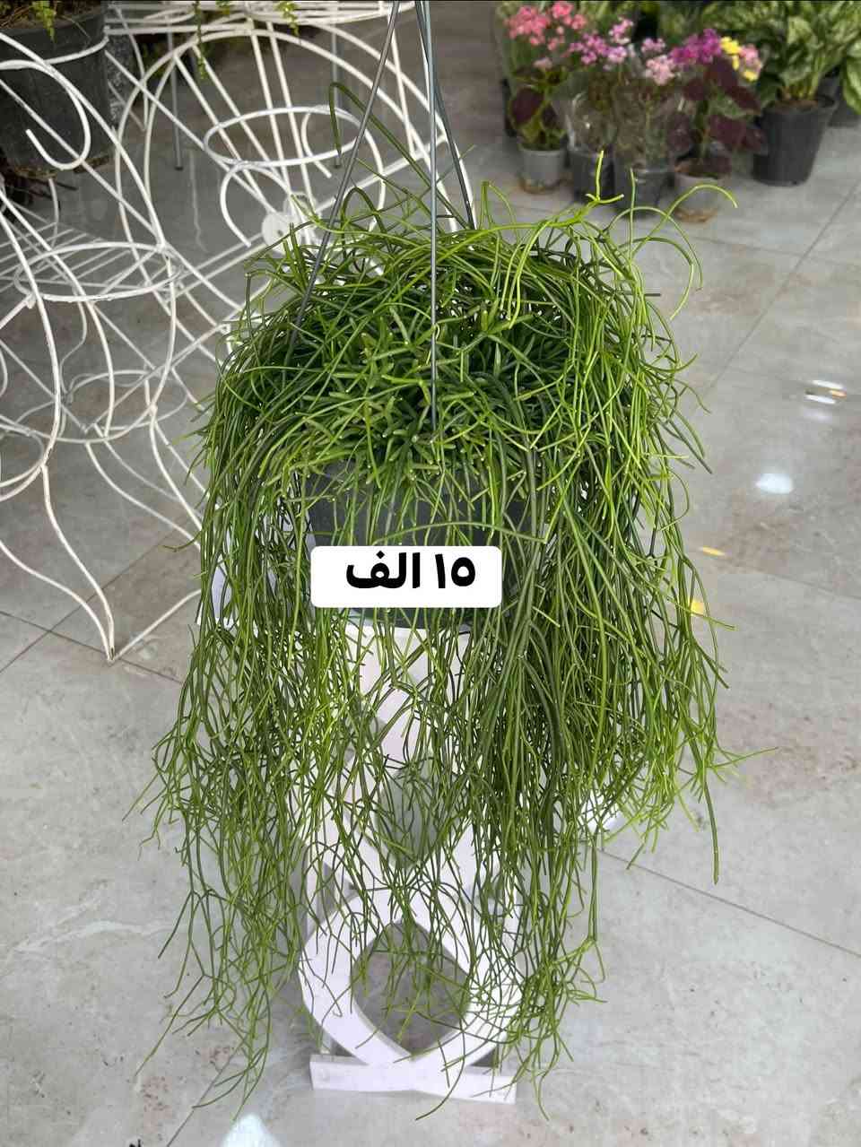 ...الانبار الرمادي العزيزية مكان الجديد...من جهة شارع العام خلف مجمع برج المسك شارع ميسلون  اول فرع على اليمين *********** ... يوجد توصيل داخل الرمادي...

