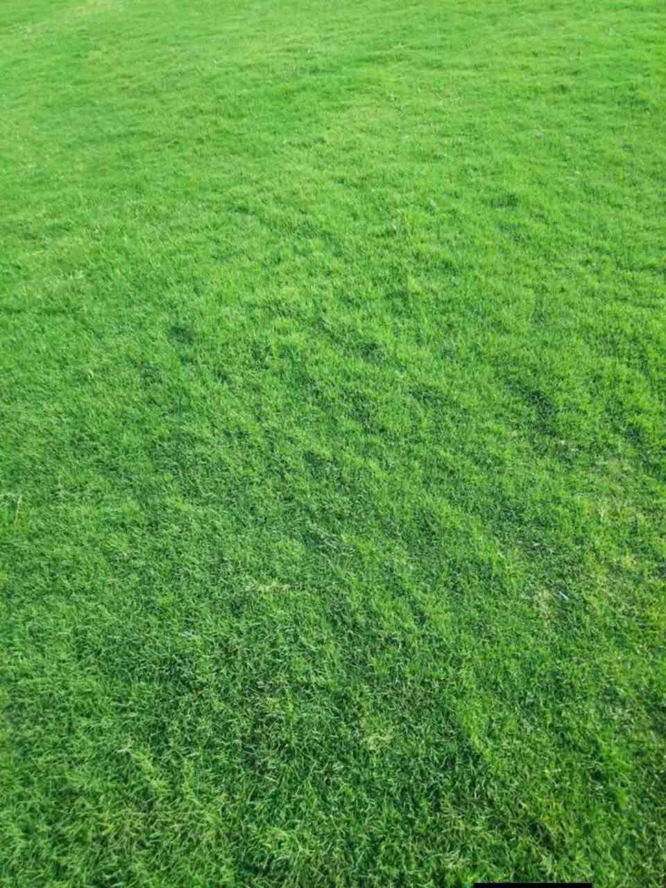 الثيل الهندي درجه الأولى
للحجز الاتصال او المراسلة على الواتساب على الارقام : 
اتصال *********** واتساب
محافظات العراق توصيل
