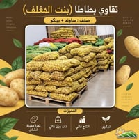 تقاوي بطاطا • ساوند • بينجو