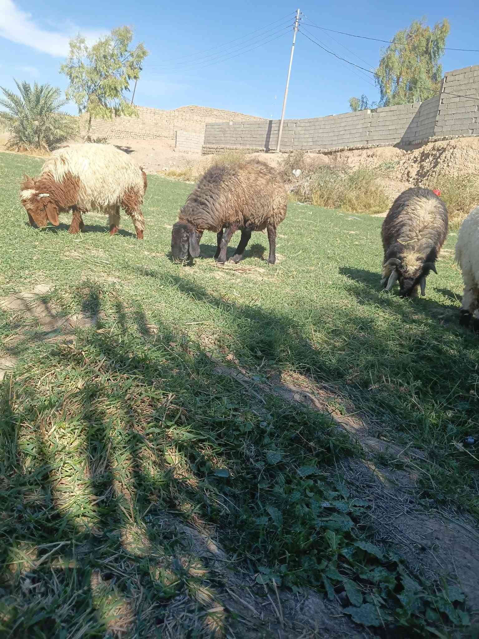 للبيع • تكريت فلكه العلم