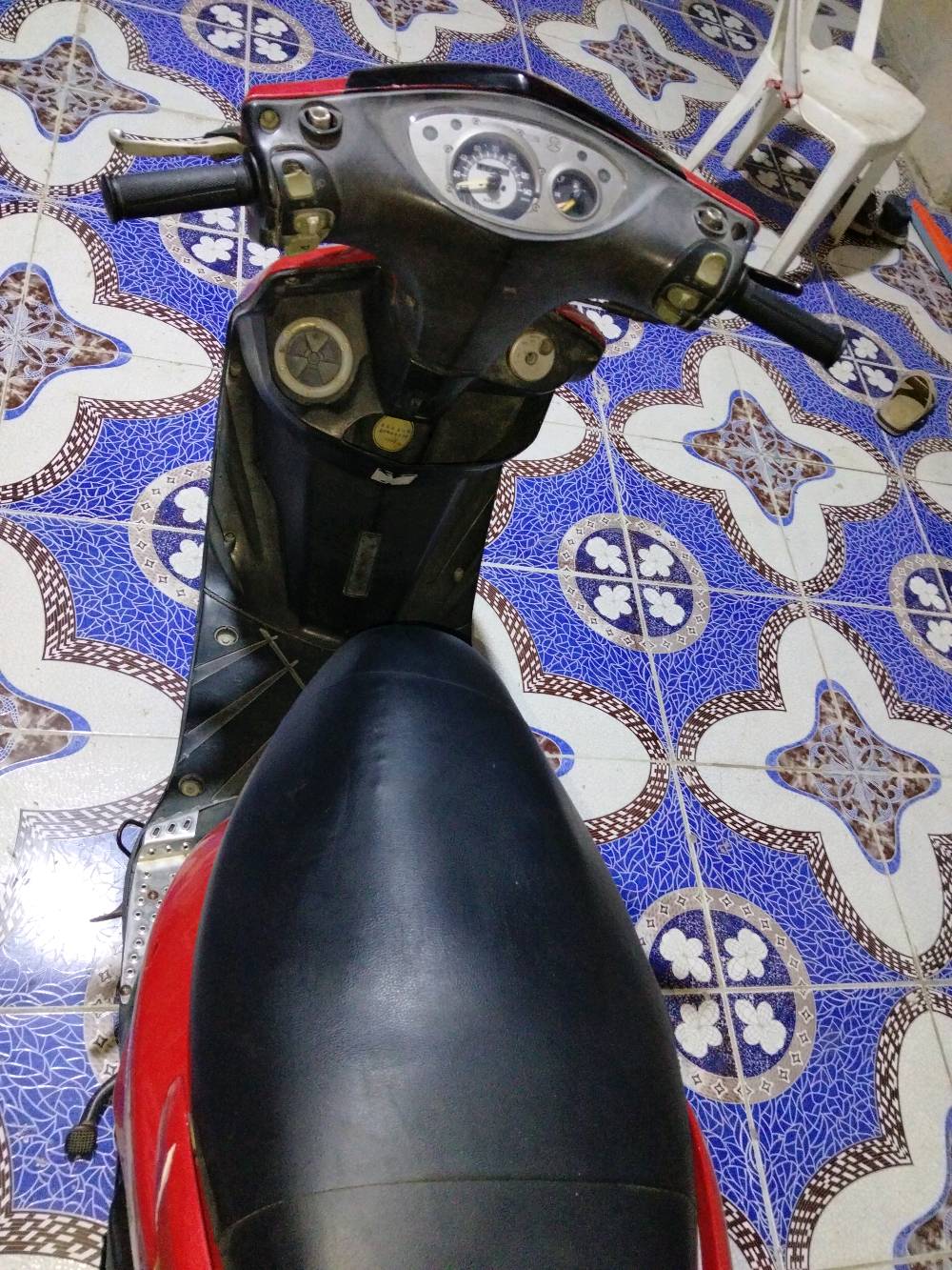 ثعلب • نضيفه • بصره