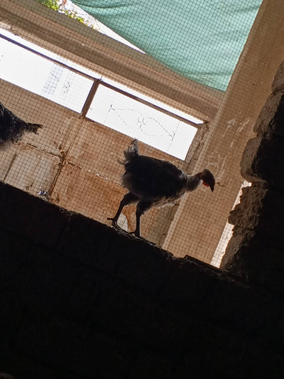 فراريج • شلّع ومفرد • ٢٨