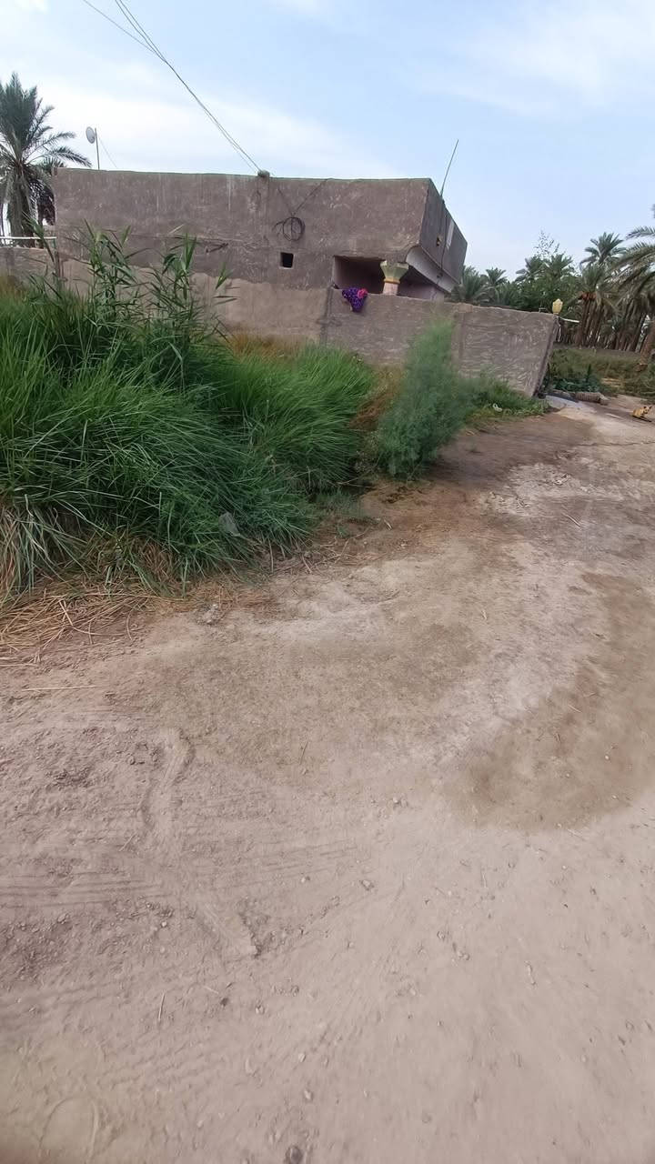 المسيب • ٢٠٠م • سند ٢٥