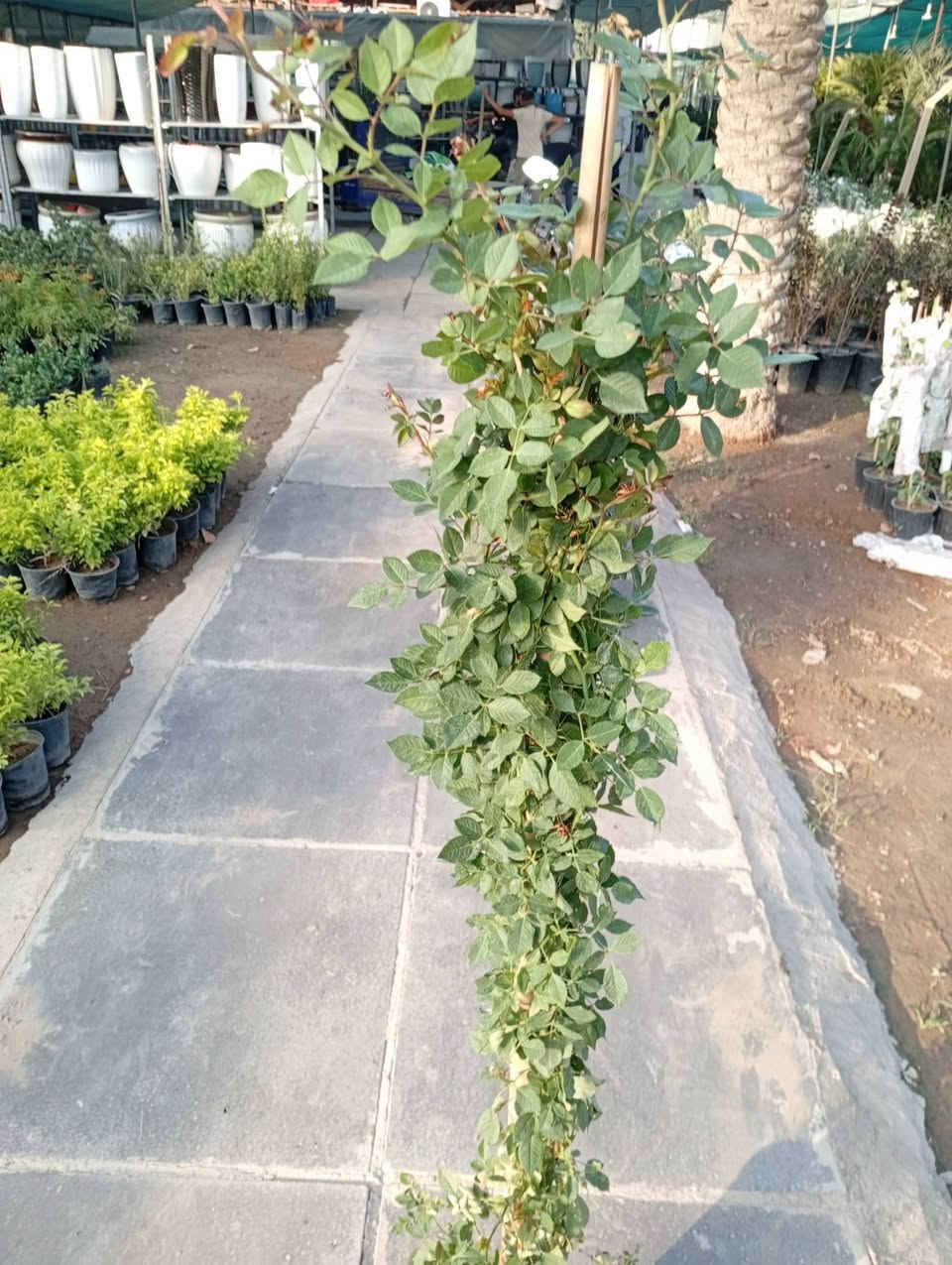 ورد النسرين • متسلق • متر ونص