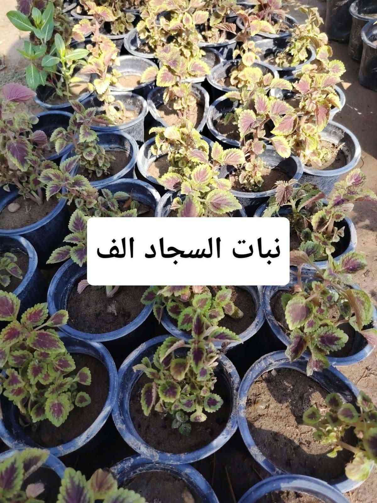 اللهم صلي على محمد وال محمد
🛑مشتل نعناعه الرفاعي الصوب الاول مجاور جسر المشاة بتجاه السايلو (ع شط)  مقابل مدرسة الرقيم الأهليه  ***********

نص مكتوب في الصور:
- دم العاشق الف
- ورد الصباح الف
- لبلاب احمر الف
- ياس تركي الف
- ورد المساء الف
- کاربس ارتفاع مترر
- بالف
- عبن البزون الف
- ورد الزينيا الف
- نبات السجاد الف