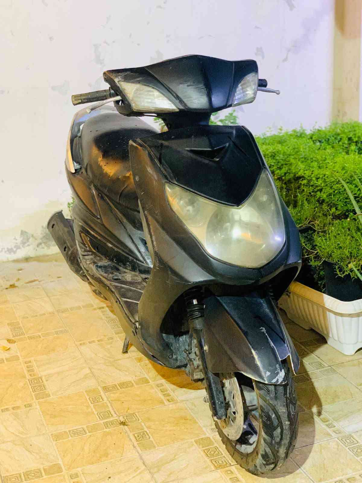 سكنس فحل • ياباني • سلف وهندر
