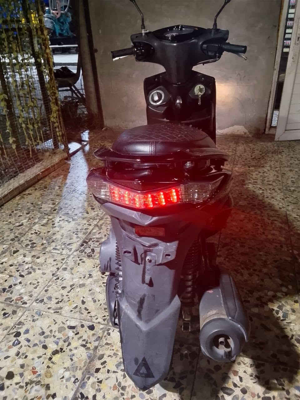 سكنس فحل • ياباني • كفاله