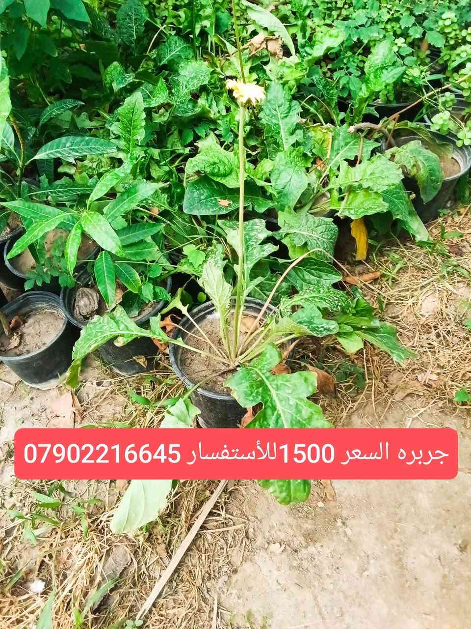 لا توجد تفاصيل

نص مكتوب في الصور:
- جلد النمر السعر 2500 للإستفسار***********
- جربره السعر 1500 للأستفسار ***********
- مضلة الشرطي السعر 2000 للأستفسار ***********
- اكليرو سعر 4000 للأستفسار ***********
- اذن الفيل السعر3000للاستفسار***********
- عنكبوت مشطب السعر 2500 للأستفسار***********
- كرن الغزال 2000 للاستفسار ***********
- سايكس عراقي 10000 ويوجد احجام اخرى للأستفسار***********
- صبرير عامودي للبيع احجام مختلفه رقم الهاتف ***********