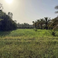 ٢٧٠ دونم • سند مستقل • النجف
