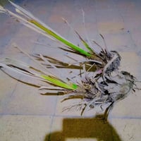 نخلات شويثي • مراسله خاص