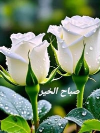 سيارة حديثة • مكيفة • نقل طلبة