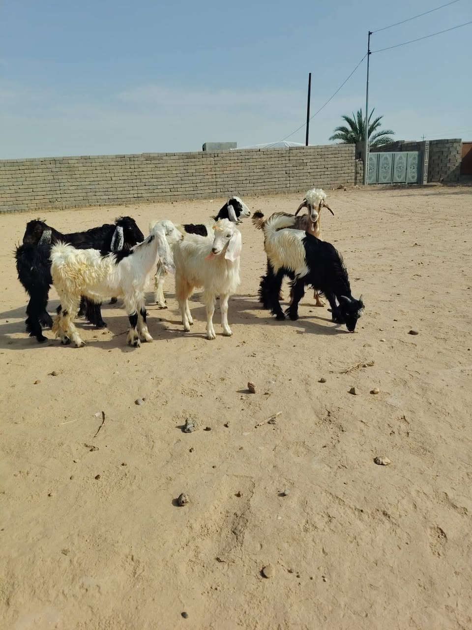 جديان • حلال درجة أولى • الشرقاط
