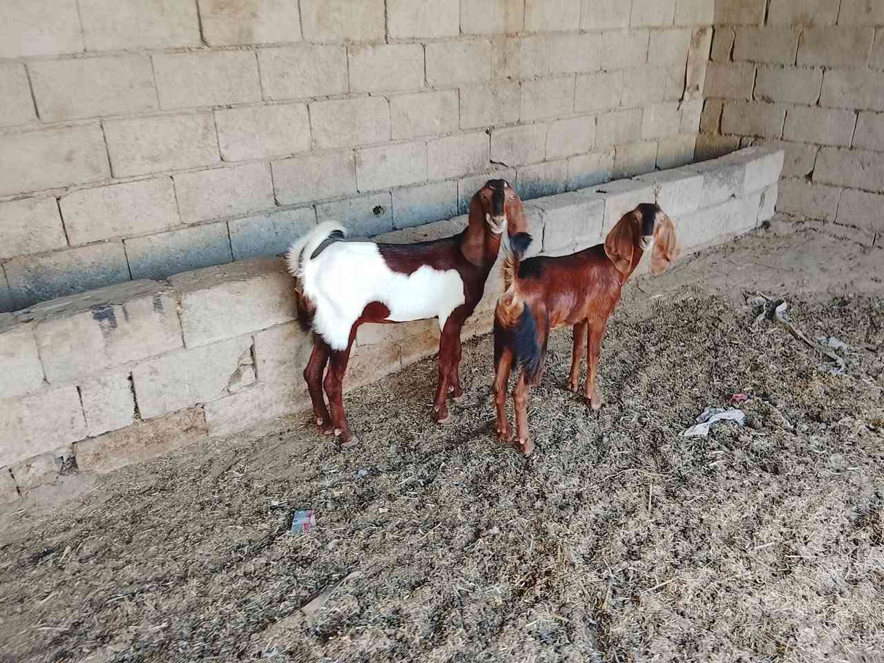 جذاع بنات سنه لبيع مكاني ديالى شهربان سعر 500الزوج وبيهن مجال ***********
