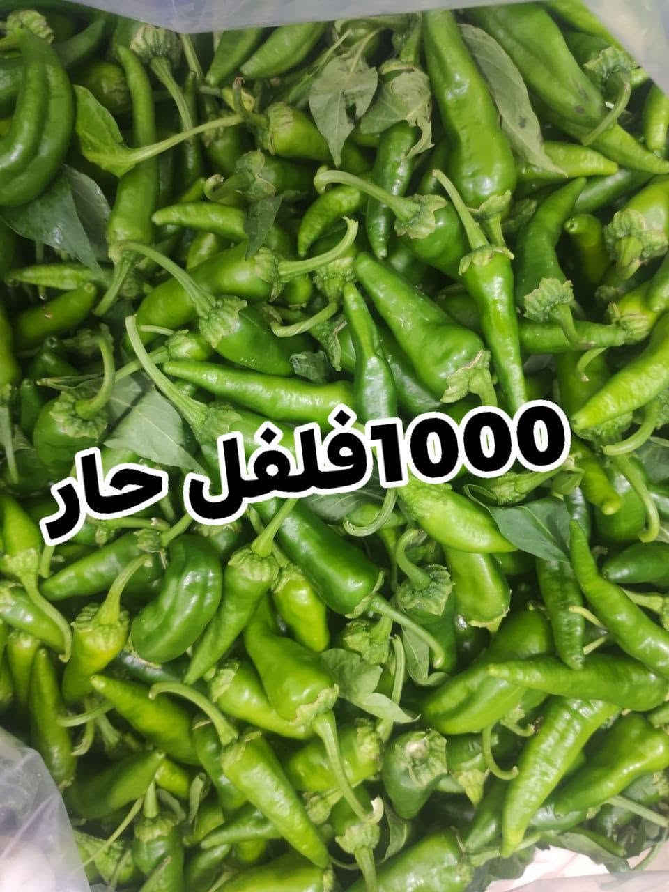 مسواك • توصيل الفلوجة • واتساب