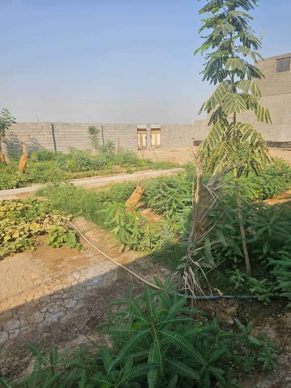 قطعة طابو زراعي في حي ( عايد ناصر ) 
مساحة 200 م 
مسيجه سياح ( ابلوك ) 
مزروعة ( اشجار ) 
شارع بعرض ( 10 ) م خلفها شارع ( 8 ) م 
ماء - كهرباء 

للاستفسار مراجعة مكتب ( غيدان ) للعقار  
واسط - الزبيدية - مقابيل حي ( الصناعي )  
***********  
*********** محمد سيد غازي
