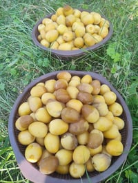 رطب • برحي • كربلاء الحسينيه