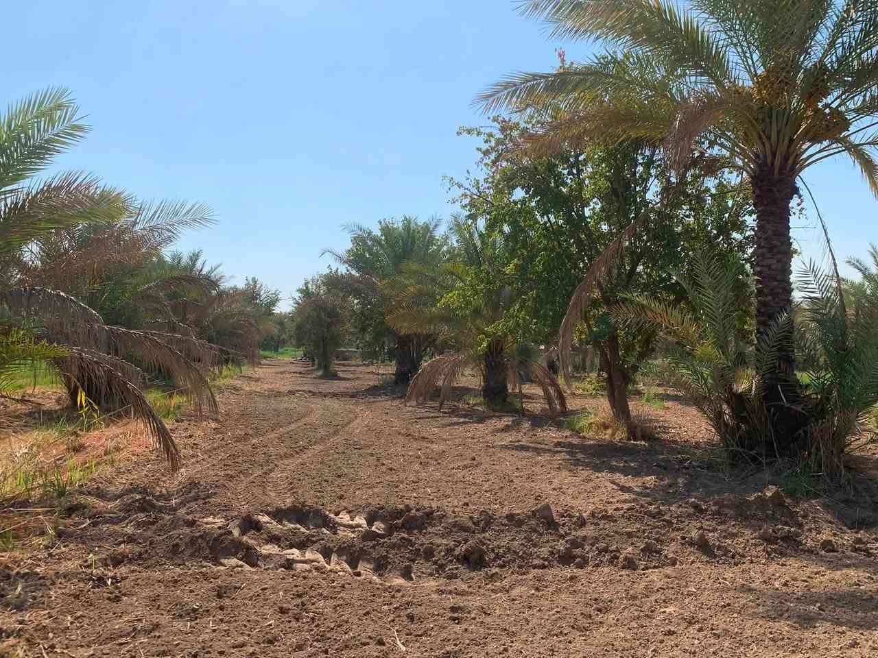 سلام عليكم اخوان دونم للبيع العنوان بغداد ناحية الراشدية قرب البحيرة 

متوفر فيه 
كهرباء 
ماء اساله 
ماء سقي 

يوجد فيه 
٢١ نخلة انواع التمور 
١٠ اشجار عرموط 
وهروش برتقال 
مثل ما واضح الدونم الواجهية مالته ٢٨ متر على شارعين 
ونزال ٩٠ متر 

للاستفسار ***********
