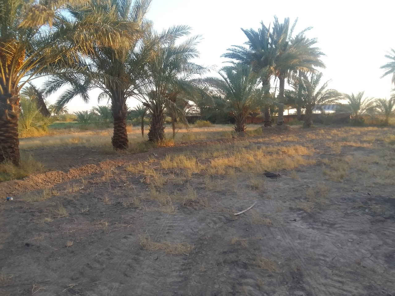 السلام عليكم  ارض  للببع طابوزراعي سند٢٥ تحويل مباشر خلف جامعة بابل خدمات كامله الاست فسار على الارقام ***********ووو***********
