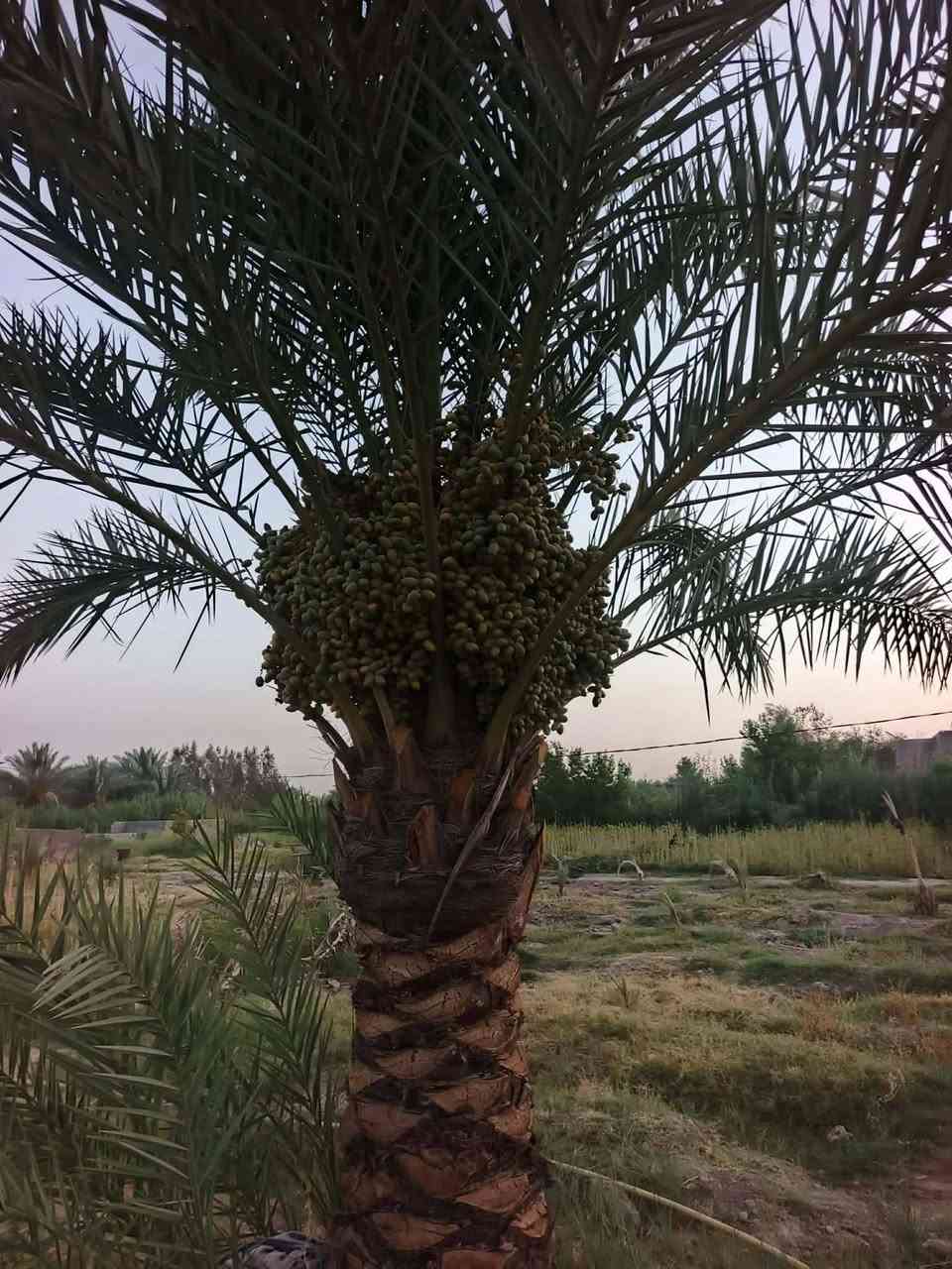 السلام عليكم
ارض زراعيه  للبيع مساحه دونمين عقد 117
ماء كهرباء سنتر ع التبليط العنوان ورديه خارج 
قرب الامام علي ابن الحسن المثنى (( ابو هدمه)) 
للاستفسار ***********
