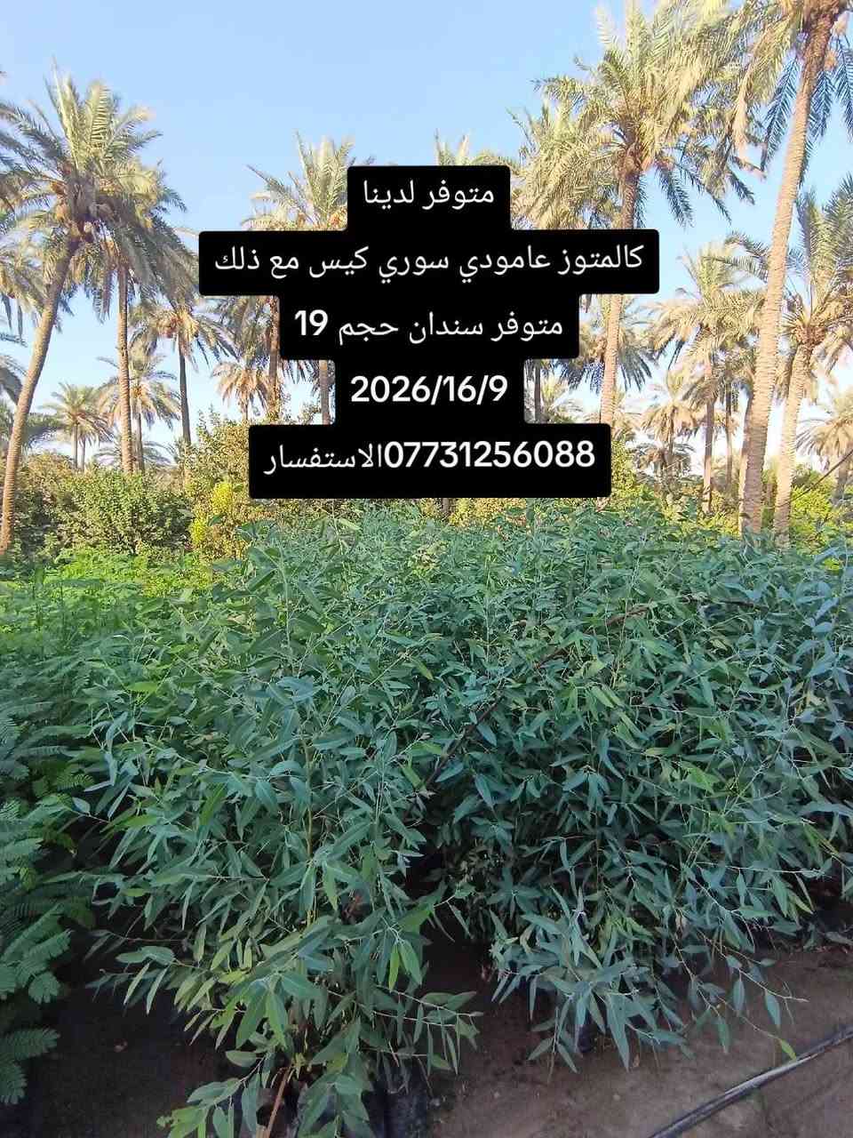 السلام عليكم. متوفر لدينا جميع أنواع الحمضيات ..عرض المزيد..1).🍊برتقال سندان حجم 24.
2). 🍋نومي حامض سندان حجم 24.
3).سندي سندان حجم 24.
4).كرنفوت سندان حجم 24.
5) لالنكي سندان حجم 24+كيس متوفر 
6.) نارنج سندان حجم 24.+متوفر كيس
✴️    🎋   🎋  ✴️      🎋   🎋      ✴️ 
7)🍀.كاريزيا سندان حجم 19.
8).🎍كالمتوز عامودي سوري سندان حجم 19+متوفر كيس. 
9).🎋جهنميه قزميه سندان حجم 24.
10).🌿بـخـور سندان حجم24. 
10).🌳سدر تفاحي سندان حجم 30.
11). 🌹جميع أنواع الورد متوفر سندان حجم 17.
12).🌱ددونـيـا  كـيـس
13).🍀البيزيا كيس

⛔**ملاحظة**⛔
(جميع أصناف الحمضيات على أصل نارنج)) 

(📲.....📞)
الاستفسار عبر الاتصال مع وجود الواتساب. 
1).***********📞
2).***********📞

نص مكتوب في الصور:
- متوفر لدينا
- سندي حمال حجم 24
- 2026/19/9
- ***********
- متوفر لدينا جهنميه القزميه سندان 2026/16/9 ***********الاستفسار
- متوفر لدينا برتقال حجم 24 2026/16/9 *********** الاستفسار
- كالمتوز عامودي سوري كيس مع ذلك
- متوفر سندان حجم 19
- 2026/16/9
- *********** الاستفسار