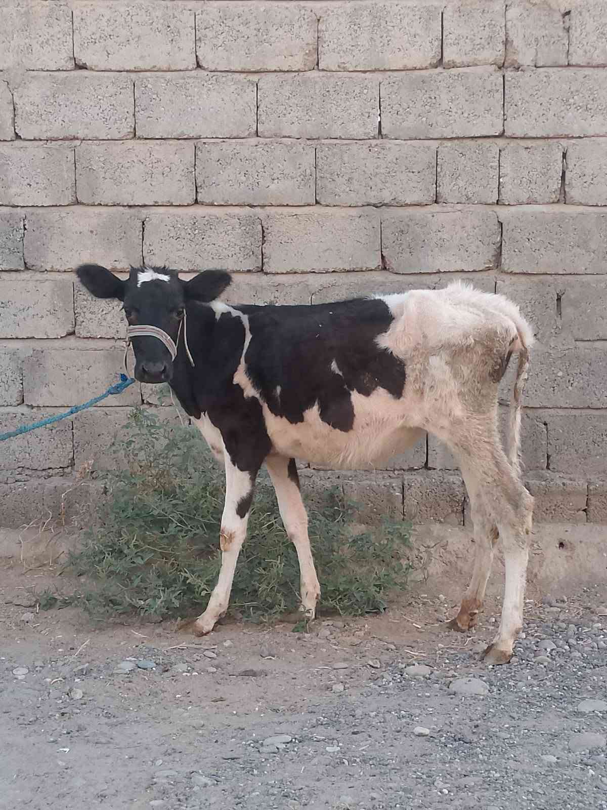 جوز حوليات • جنس اصليات • توصيل