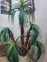 شجرة زينة • توصيل