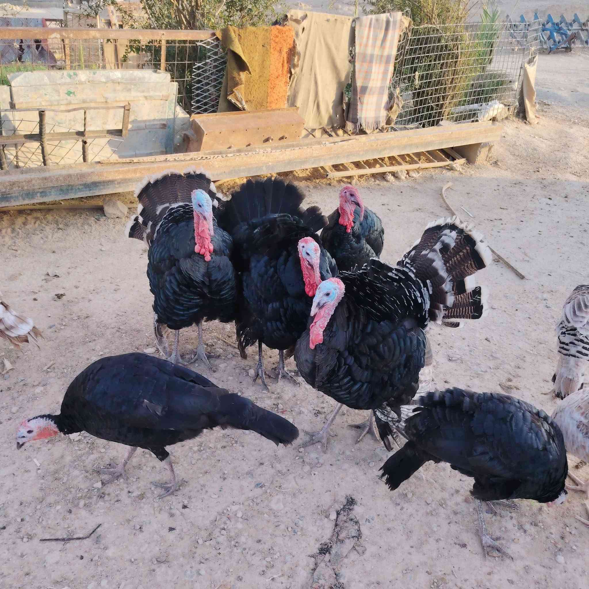 افحل • فسيفس • قابل للتفاوض